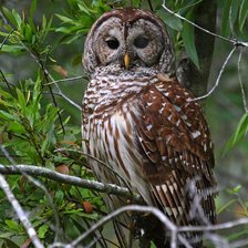 Схема вышивки «птицы»