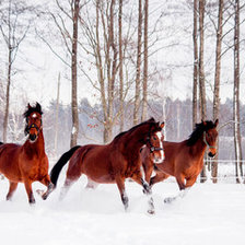 Схема вышивки «Horses»