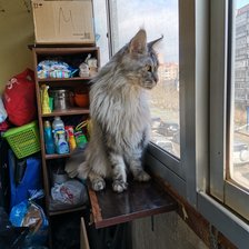 Схема вышивки «Мей кун Гений»