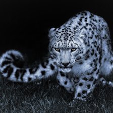 Схема вышивки «Снежный барс в ночи»