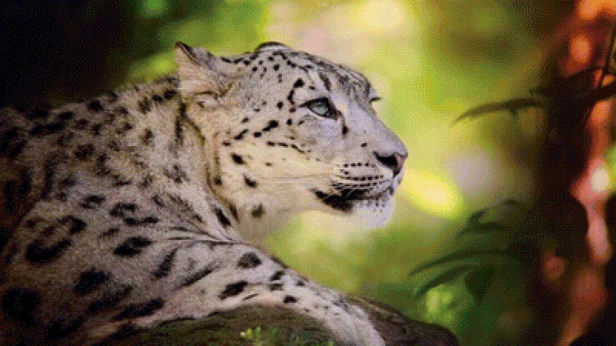 Благородство ирбиса - ирбис, снежный барс, природа - предпросмотр