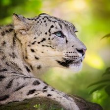 Схема вышивки «Благородство ирбиса»