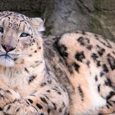 Схема вышивки «Спокойствие снежного барса»