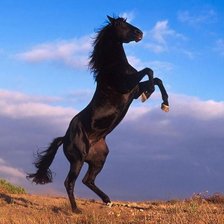 Схема вышивки «Конь - огонь»