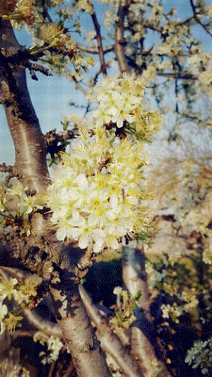 Весна - дерева, цветы, весна - предпросмотр