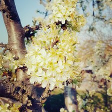 Схема вышивки «Весна»