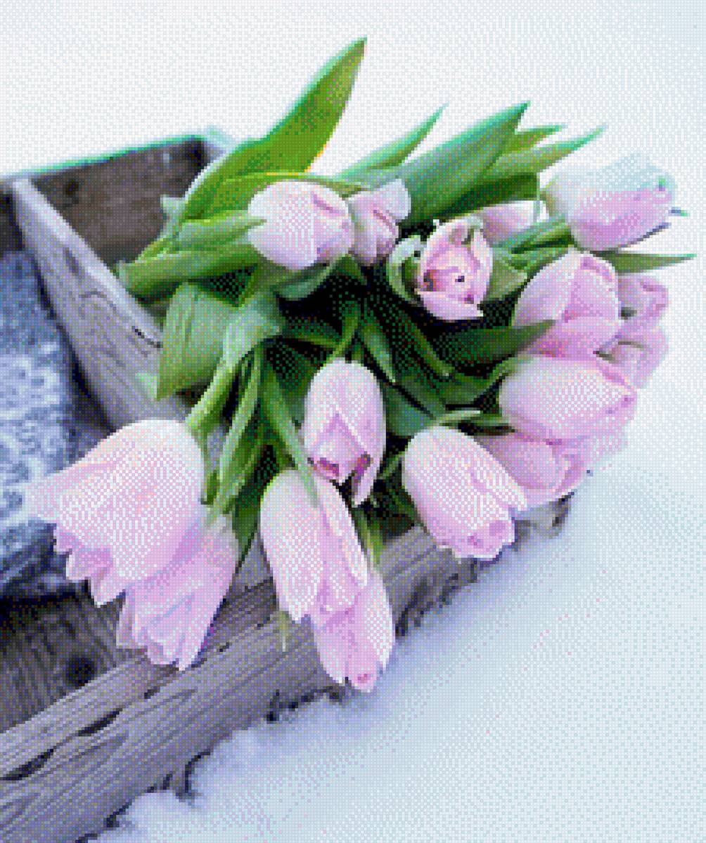 Тюльпаны - цветы, снег, тюльпаны - предпросмотр