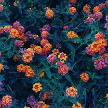 Схема вышивки «№2080147»