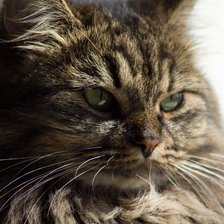 Схема вышивки «Кошка»