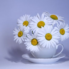 Схема вышивки «Ромашки»