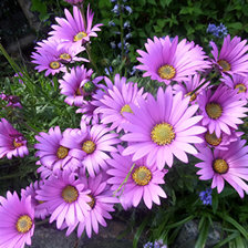 Схема вышивки «Фиолетовые ромашки»