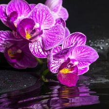 Схема вышивки «орхидеи»