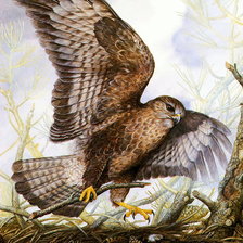 Уютное гнездышко