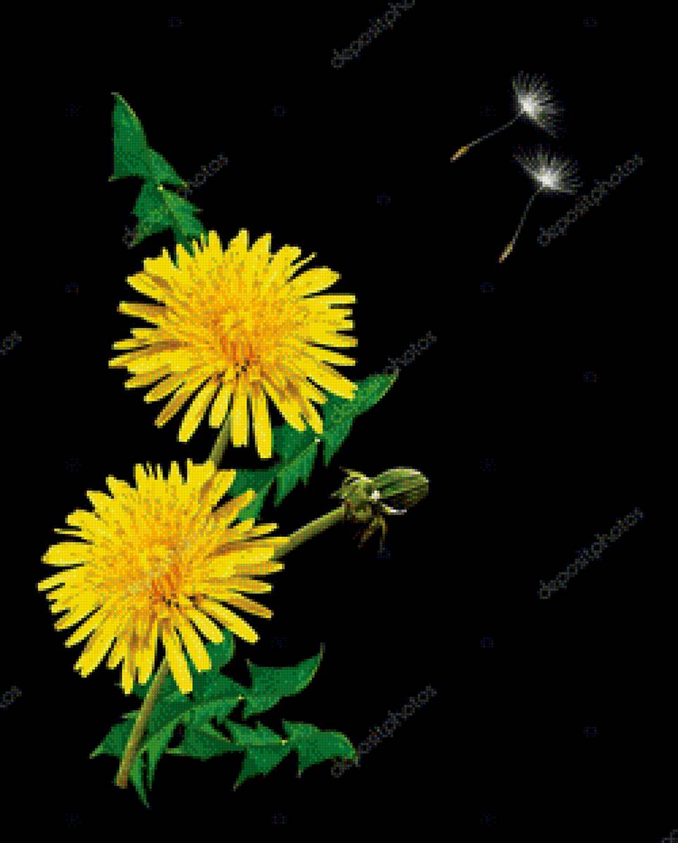 одуванчик - одуванчик - предпросмотр