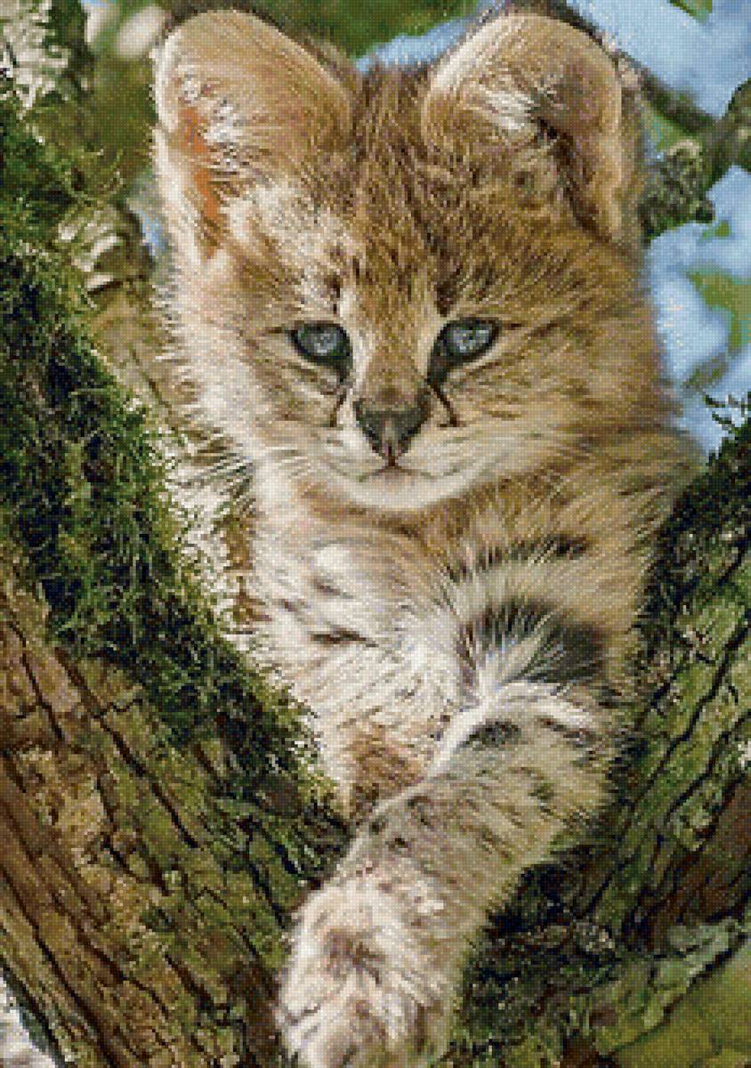 дикие - предпросмотр