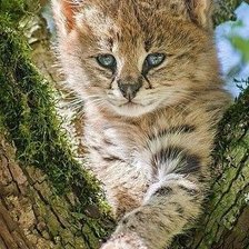 Схема вышивки «дикие»