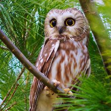 Схема вышивки «птицы»