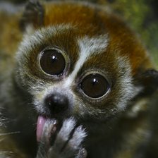 Схема вышивки «Лемур»