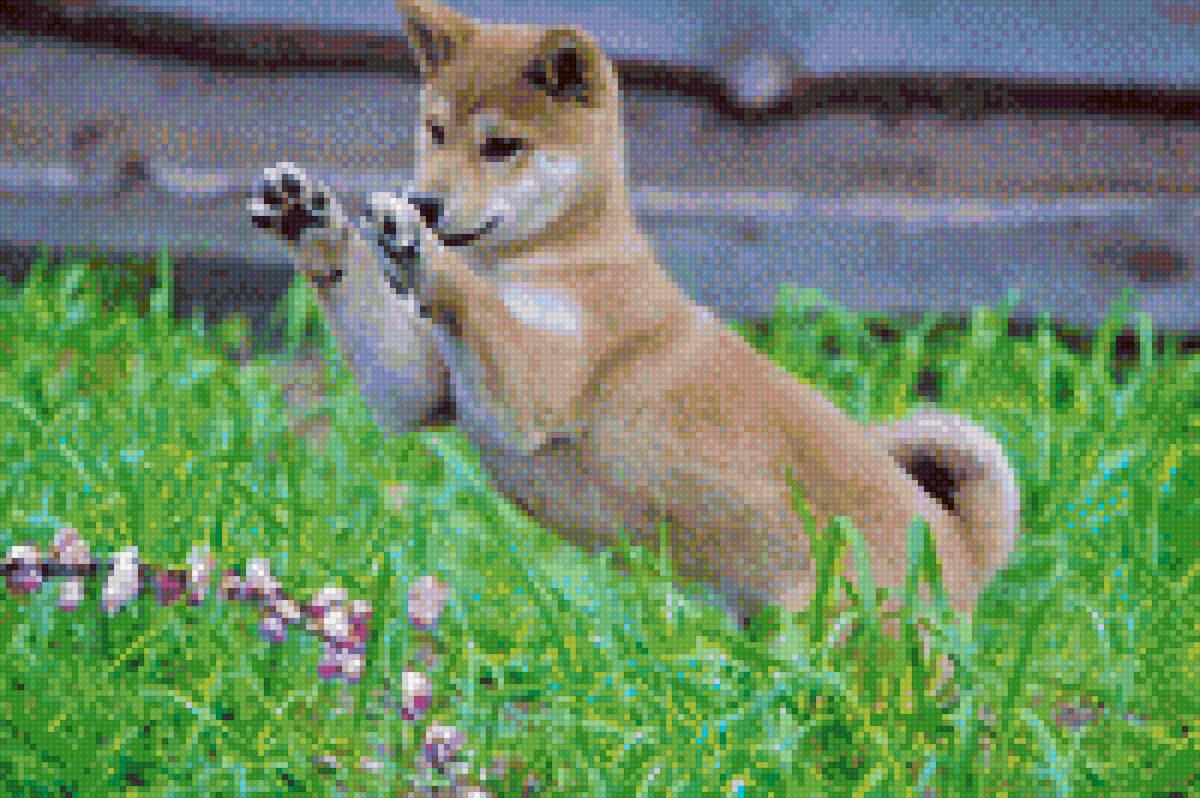 Глория 1 - сиба, сиба-ину, рыжая собака, собака, шиба, пес, шибу-ину - предпросмотр