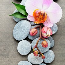 Схема вышивки «Орхидея»