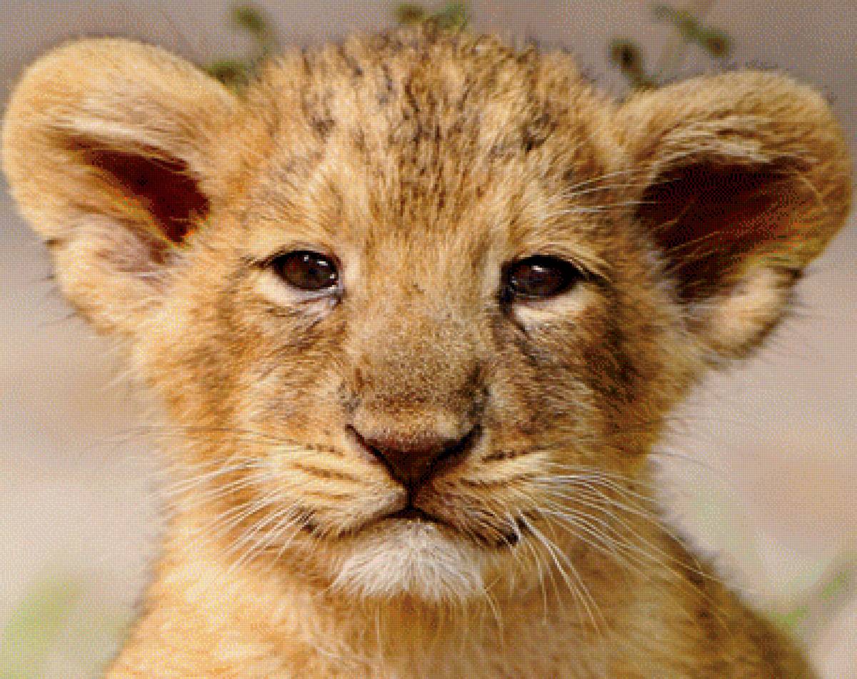 Львёнок - предпросмотр