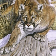 Схема вышивки «дикая киса»