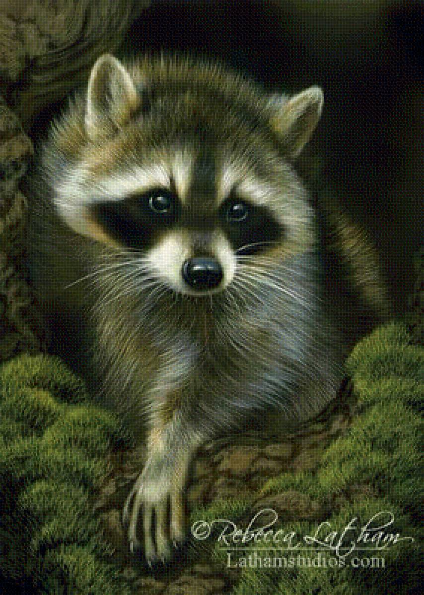 енот - предпросмотр