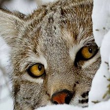 Схема вышивки «Рысь»