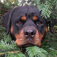 Схема вышивки «№2083473»