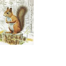 Схема вышивки «белка»