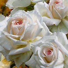 Схема вышивки «цветы»