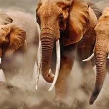 Схема вышивки «дикие»