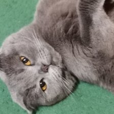 Схема вышивки «Кошечка»