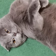 Схема вышивки «Котик»