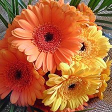 Схема вышивки «Герберы»