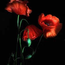 Схема вышивки «маки»