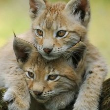 Схема вышивки «Рысь»