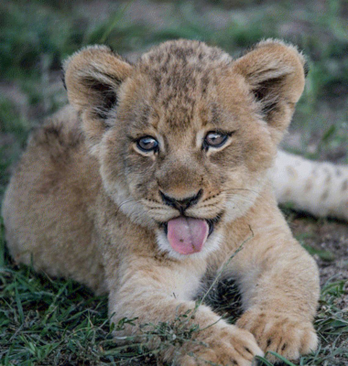 Львёнок - предпросмотр
