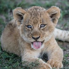 Схема вышивки «Львёнок»