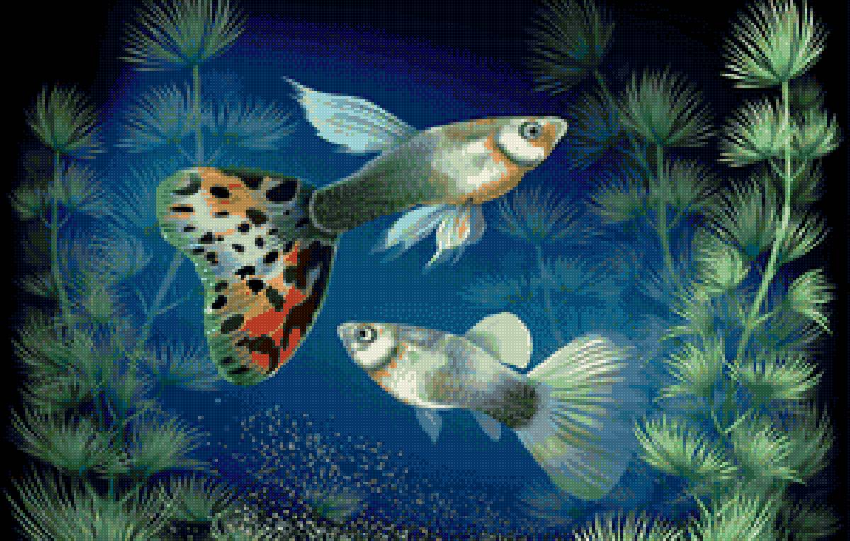 №2086085 - пруд, стрекоза, озеро, рыба - предпросмотр