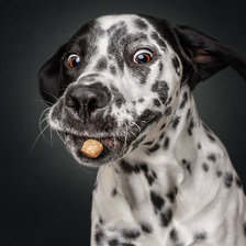 Схема вышивки «Где вкусняшка»