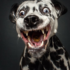 Схема вышивки «Фантастический сабакин»