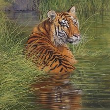 Схема вышивки «дикие»