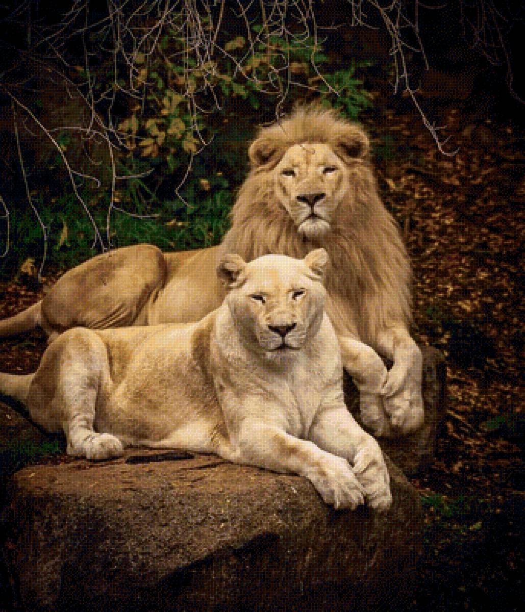 львиная пара - природа, лев, животные - предпросмотр