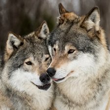 Схема вышивки «Волчья нежность»