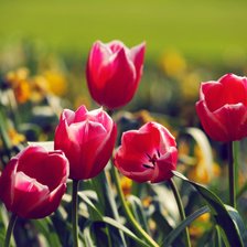 Схема вышивки «Тюльпамы»