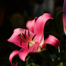 Схема вышивки «Лилия»