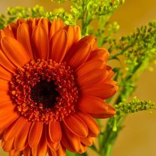 Схема вышивки «Гербера»