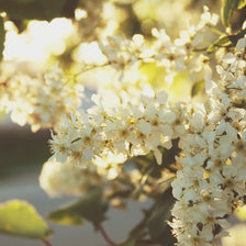 Схема вышивки «Черемуха белая»