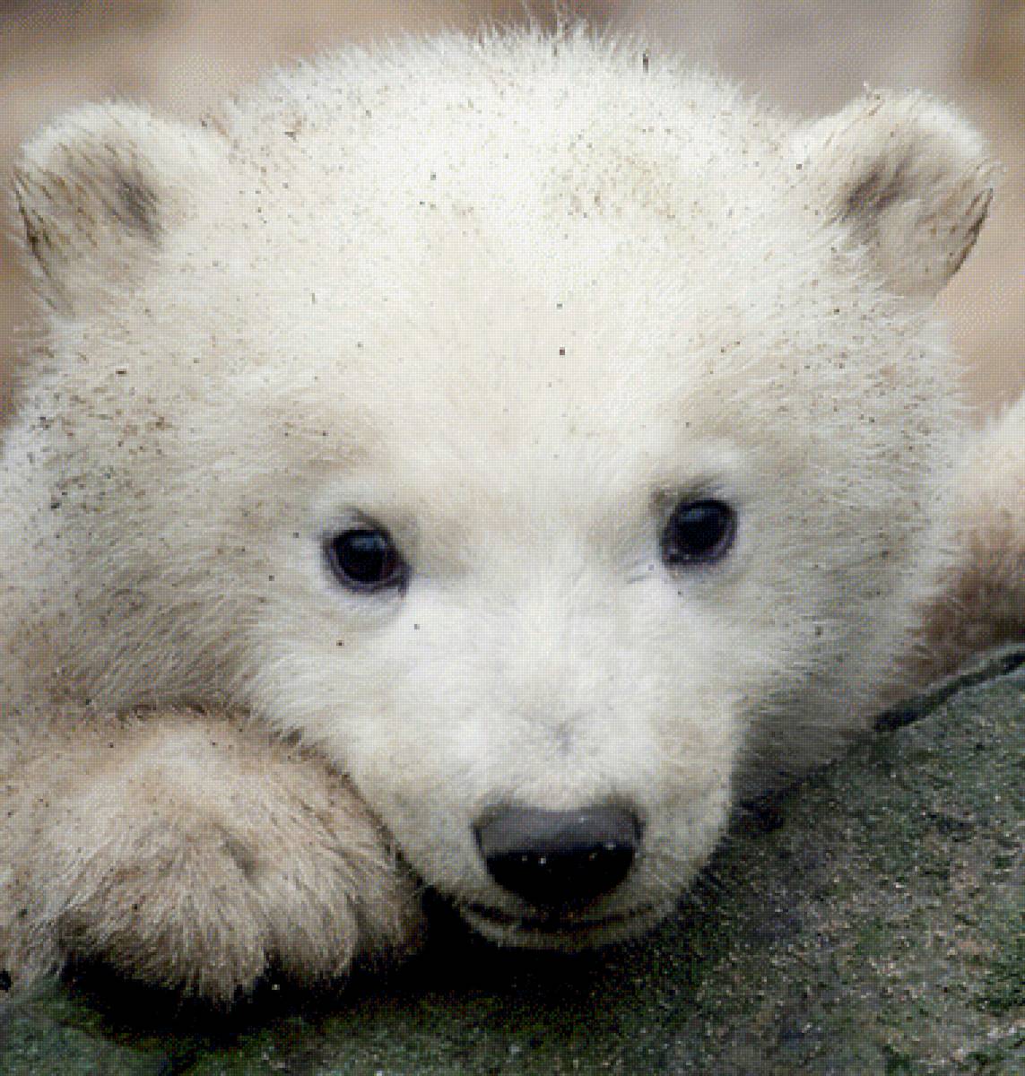 Белый Медвежонок - предпросмотр